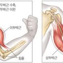 로이휘트니스