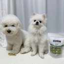 요미네 수제간식 | 🥬 강아지 수제간식 추천｜견강하개 강아지 양배추·방울양배추 동결건조간식 후기