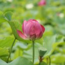 경주연꽃단지 이미지