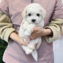 댕댕이 커트방 이미지