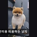 미용하는 강아지 | (수원, 강아지, 고양이, 애견미용, 추천!) 애견미용 미용하는 남자 수원 애견미용 전문점