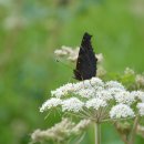 독배로R 이미지