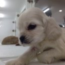 바우애견 이미지