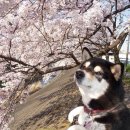귀엽개 네이버블로그