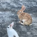 단양소백산펜션