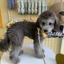 몽실쌀롱 이미지