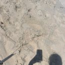 PAPAYA | 2512 말레이 반도 여행: 꼬리뻬 스노클링 투어 A후기, nee papaya restaurant