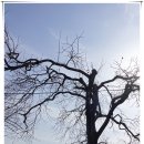 5월 감꽃 10월 홍시 이미지