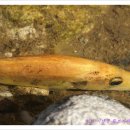 황쏘가리 이미지