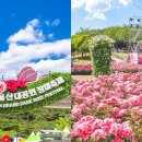 장미의거리9 이미지