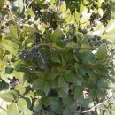 춘정농장 이미지