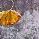 8262. 자유주의와 신천신지 이미지