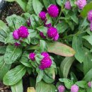 지리산 팔베개 이미지