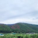 소나무 - 안산시 단원구 광덕2로 185-8 | 소나무