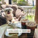 안산 대부도 실내 애견동반 가능한 오션뷰 카페나루 후기
