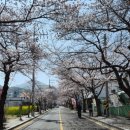 봄날의토끼 | 통영 봉수골 가벌만한곳 벚꽃길유채꽃 산책과 봄날의책방, 진혁림 미술관