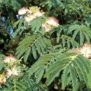 쌍계사 상록수림 이미지