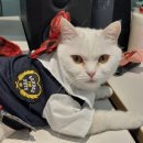 예스조명 | [대만] 마이리얼트립 오늘도여행 대만 '예스허지' 당일투어 후기 (허우통/고양이 천국)