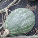 단호박 종류 이미지