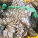 주말 특가!! 활 돌문어/떨이판매 생물 파먹갈치/활 주꾸미/자연산 돌굴/반건조 생선 이미지