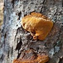 황금버섯 이미지