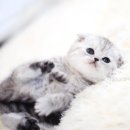 아담스펫 강아지분양 고양이분양 일산점 이미지