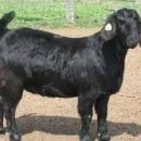 국내산흑염소전문점 이미지