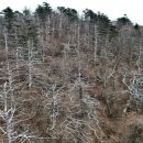 지리산큰나무 이미지