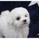 뭉실뭉실 Daum카페