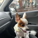 뽀송뽀송 애견미용 이미지