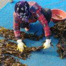 제주도 고비 이미지