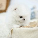 이쁜강아지 이미지