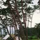 솔내음약국 네이버블로그
