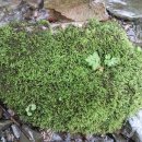 기성계곡 이미지