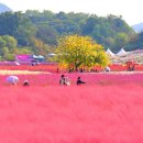 "단톡방에 사진 올렸더니 난리 났다"... 천일홍·핑크뮬리 등 30종 가을꽃 피는 대규모 9월 정원 이미지