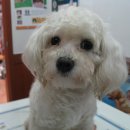 신라동물병원 이미지