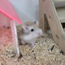 펫엔글라이더본점 이미지