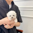 러브 애견 | 강아지분양 애견입양 아이러브독대구점 분양후기