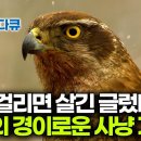 볼수록 경이롭다. 참매 특유의 사냥법과 완벽한 비행술｜참매의 짝짓기부터 새끼 참매들의 성장과정｜다큐프라임｜#골라듄다큐 이미지