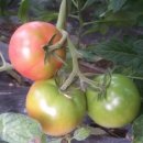 효정농장 이미지