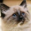 더히말라얀 이미지