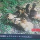 청산오리 이미지