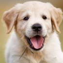 견생폼사 이미지