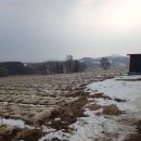 한국인삼씨중국밭에뿌려진현장 이미지