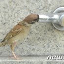 참새 이미지