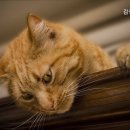 김성록동물병원 이미지