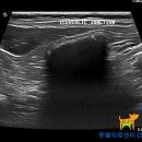 Dr.DOG 동물의료센터 이미지