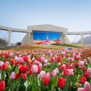 장미축제 이미지