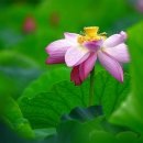 바랑