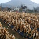 청양울금연구회